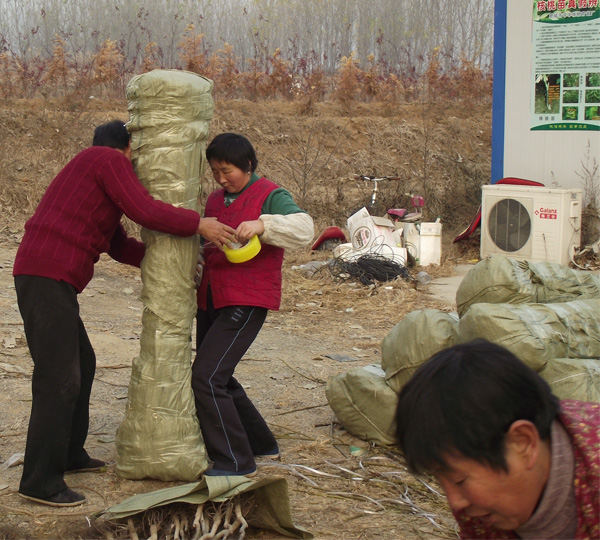 北美冬青育苗基地 北美冬青品种