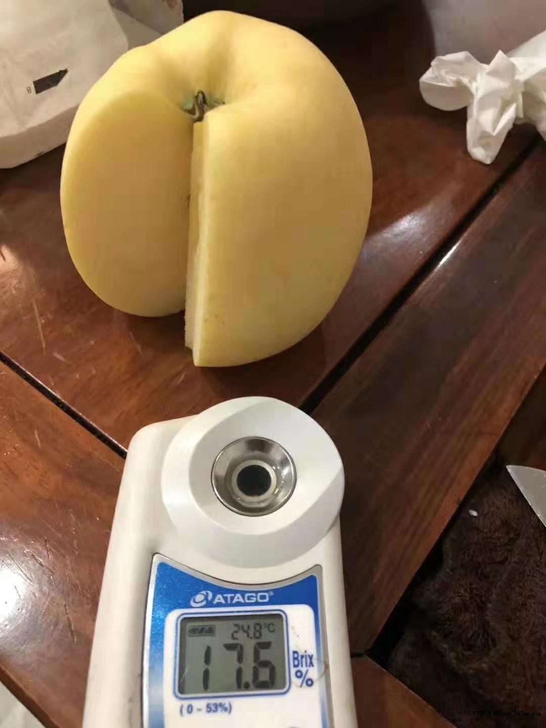 维纳斯黄金苹果树苗